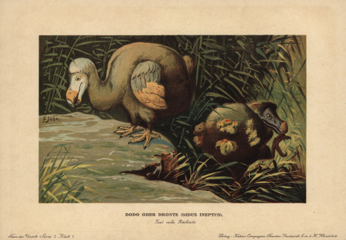 Dodo  Didus Ineptus Or Raphus Cucullatus Poster Print By ® Florilegius / Mary Evans - Item # VARMEL10937738