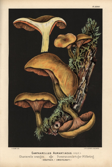False Chanterelle  Hygrophoropsis Aurantiaca  Dubious Poster Print By ® Florilegius / Mary Evans - Item # VARMEL10939311