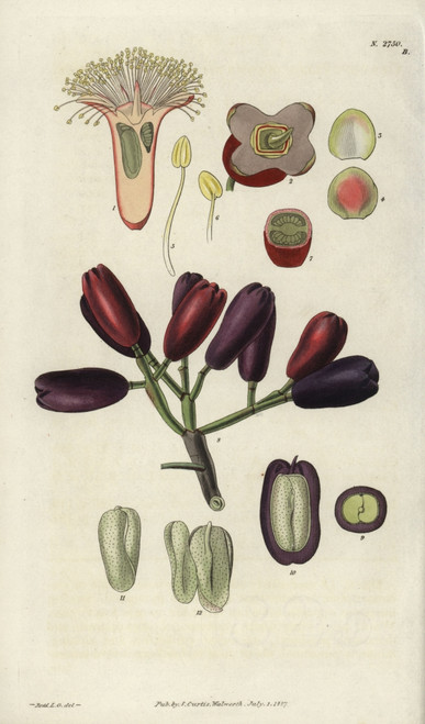 Caryophyllus Aromaticus  Clove Spice Flowerà Poster Print By ® Florilegius / Mary Evans - Item # VARMEL10934905