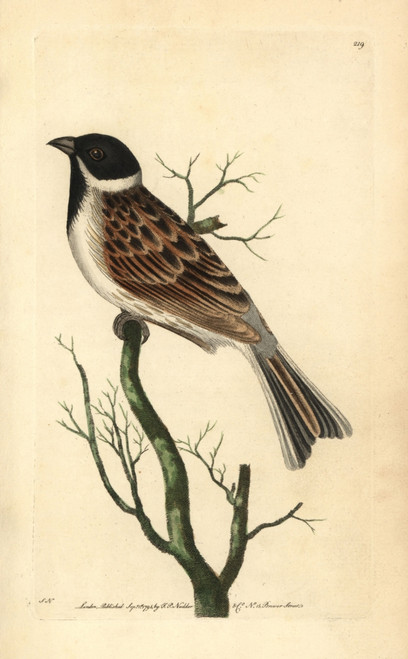 Reed Bunting  Emberiza Schoeniclus Poster Print By ® Florilegius / Mary Evans - Item # VARMEL10940343