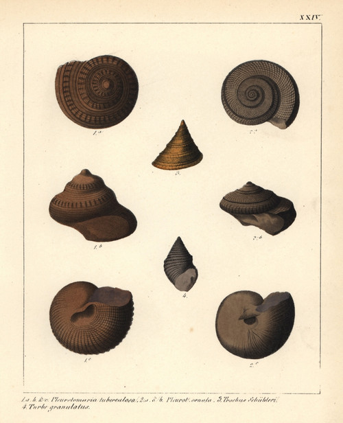 Extinct Fossil Sea Snails Poster Print By ® Florilegius / Mary Evans - Item # VARMEL10941100