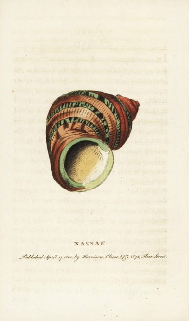 Nassau Shell Poster Print By ® Florilegius / Mary Evans - Item # VARMEL10937779