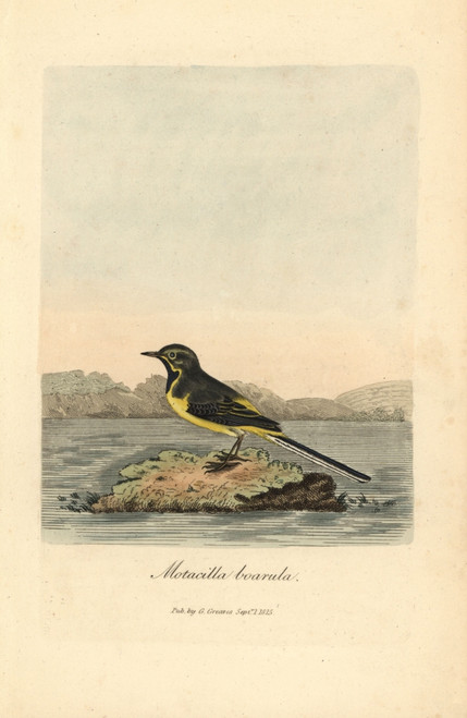 Grey Or Winter Wagtail  Motacilla Cinerea Poster Print By ® Florilegius / Mary Evans - Item # VARMEL10937326