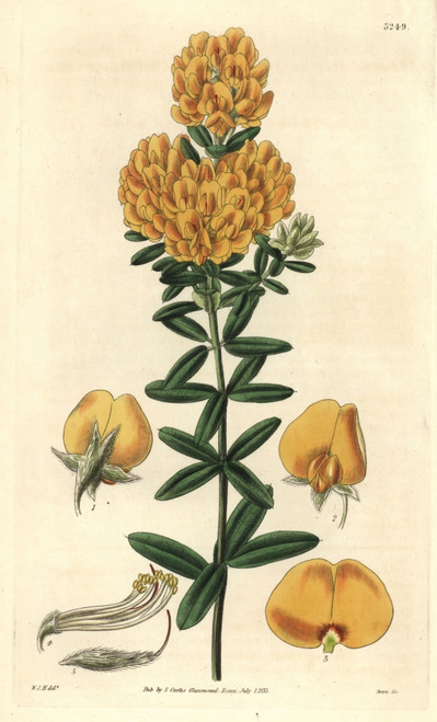 Common Shaggy Pea  Oxylobium Ellipticum  Fromà Poster Print By ® Florilegius / Mary Evans - Item # VARMEL10934999