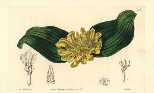 Golden Daubenya  Daubenya Aurea Poster Print By ® Florilegius / Mary Evans - Item # VARMEL10935336
