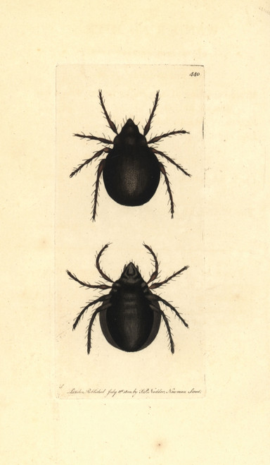 Archipteria Coleoptrata Mite Poster Print By ® Florilegius / Mary Evans - Item # VARMEL10940656