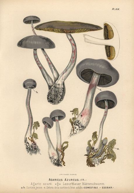 Agaricus Azureus  Agaric Azure  Edible Poster Print By ® Florilegius / Mary Evans - Item # VARMEL10939302 Agaricus Azureus  Agaric Azure  Edible Poster Print By ® Florilegius / Mary Evans - Item # VARMEL10939302