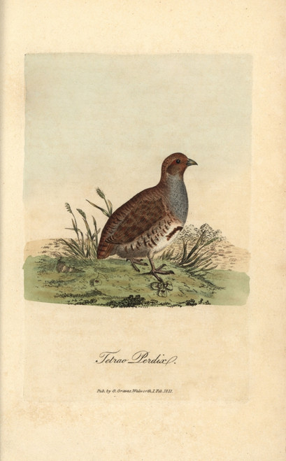 Grey Or English Partridge  Tetrao Perdix  Perdix Perdix Poster Print By ® Florilegius / Mary Evans - Item # VARMEL10937370