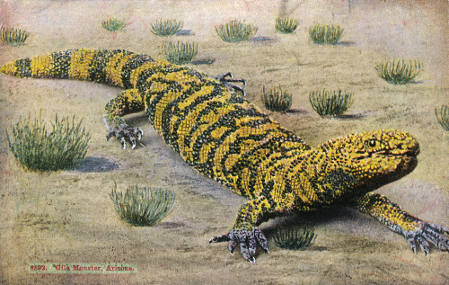 Arizona Desert  Usa - A Gila Monster Poster Print By Mary Evans / Grenville Collins Postcard Collection - Item # VARMEL11057930