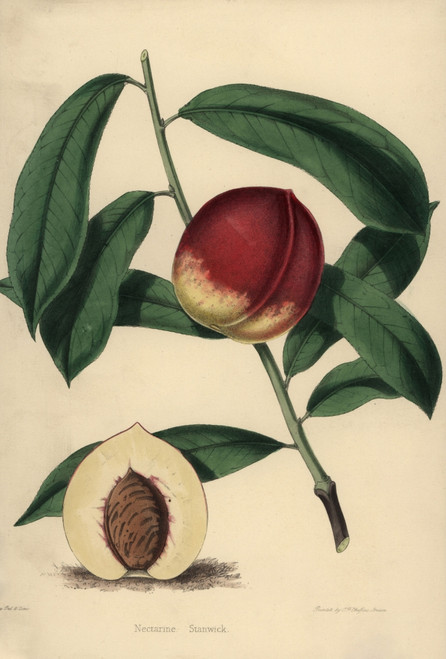 Nectarine Cultivar Stanwick  Prunus Persica Poster Print By ® Florilegius / Mary Evans - Item # VARMEL10936649