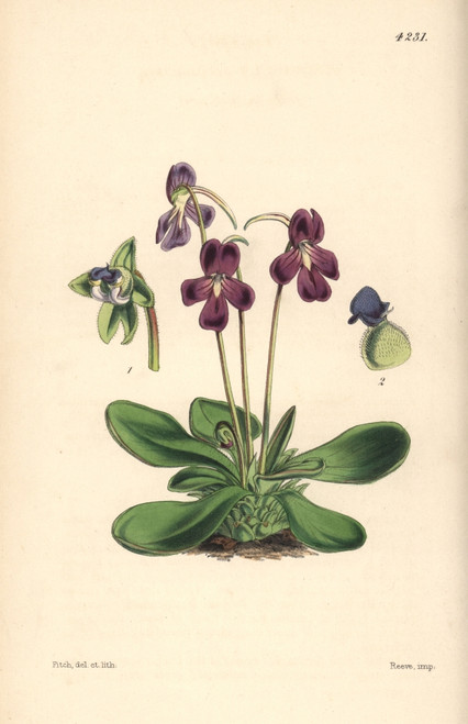 Orchis-Like Butterwort  Pinguicula Orchidioides Poster Print By ® Florilegius / Mary Evans - Item # VARMEL10935045