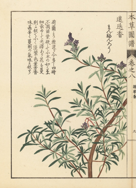 Rosemary  Rosmarinus Officinalis Poster Print By ® Florilegius / Mary Evans - Item # VARMEL10938617