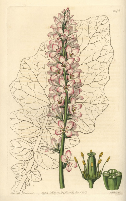 Sowthistle-Leaved Francoa  Francoa Appendiculata Poster Print By ® Florilegius / Mary Evans - Item # VARMEL10940132