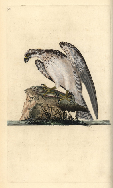 Osprey  Pandion Haliaetus  Standing On A Caught Fish Poster Print By ® Florilegius / Mary Evans - Item # VARMEL10936382