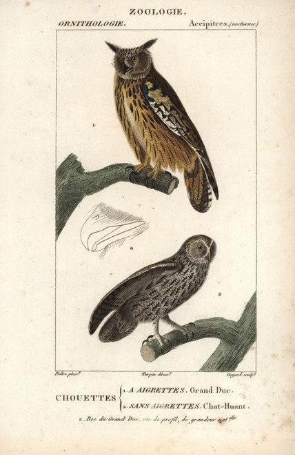 Eurasian Eagle-Owl  Bubo Bubo  And Tawny Owl  Strix Aluco Poster Print By ® Florilegius / Mary Evans - Item # VARMEL10938894