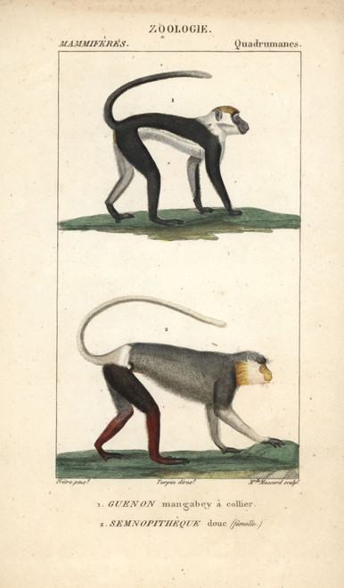 Collared Mangabey  Cercocebus Torquatus  Andà Poster Print By ® Florilegius / Mary Evans - Item # VARMEL10939024
