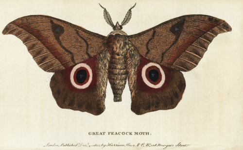 Great Peacock Moth  Saturnia Pyri Poster Print By ® Florilegius / Mary Evans - Item # VARMEL10937825