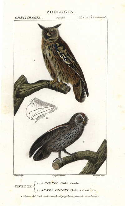 Eurasian Eagle-Owl  Bubo Bubo  And Tawny Owlà Poster Print By ® Florilegius / Mary Evans - Item # VARMEL10936127