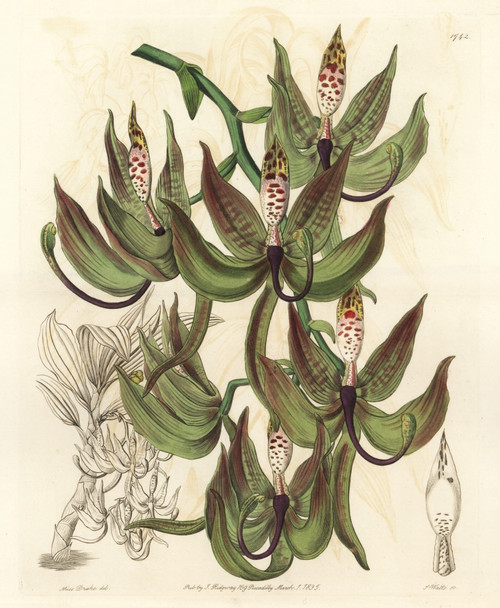 Loddiges' Swanwort Orchid  Cycnoches Loddigesii Poster Print By ® Florilegius / Mary Evans - Item # VARMEL10935272