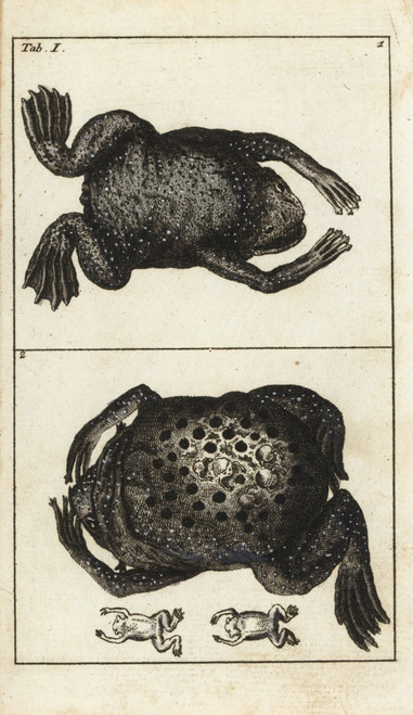 Surinam Toad  Pipa Pipa Poster Print By ® Florilegius / Mary Evans - Item # VARMEL10941727