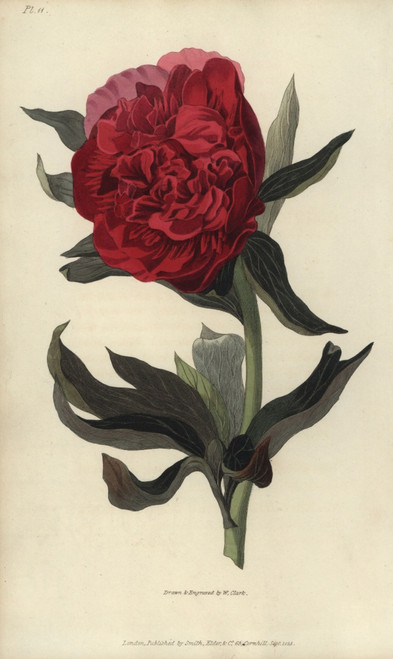 Double Red Peony  Paeonia Officinalis Rubra Plena Poster Print By ® Florilegius / Mary Evans - Item # VARMEL10936721