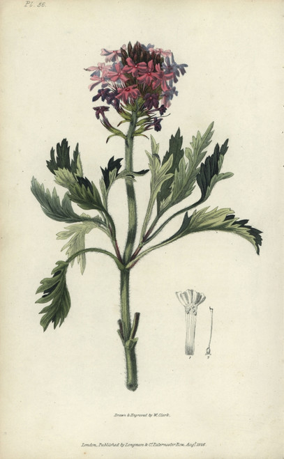 Lambert'S Vervain  Verbena Lamberti Poster Print By ® Florilegius / Mary Evans - Item # VARMEL10936770