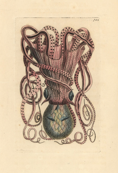 Common Octopus  Octopus Vulgaris Poster Print By ® Florilegius / Mary Evans - Item # VARMEL10940805