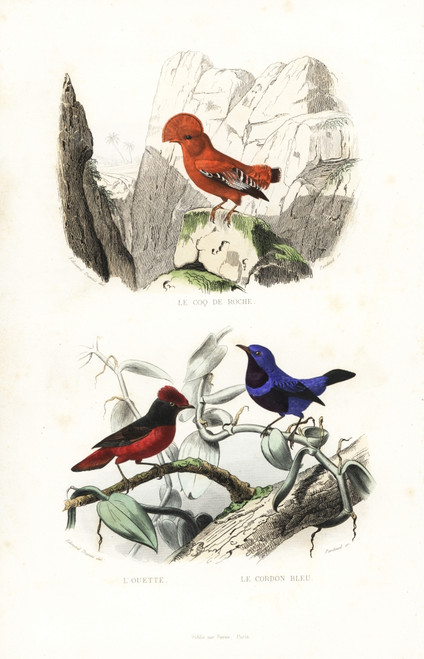 Guianan Cock-Of-The-Rock And Banded Cotinga Poster Print By ® Florilegius / Mary Evans - Item # VARMEL10935747