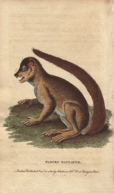 Flocky Maucauco Or Macauco  Woolly Lemur Orà Poster Print By ® Florilegius / Mary Evans - Item # VARMEL10941010