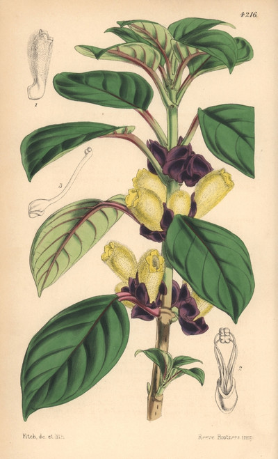Two-Coloured Alloplectus  Alloplectus Dichrous Poster Print By ® Florilegius / Mary Evans - Item # VARMEL10935031