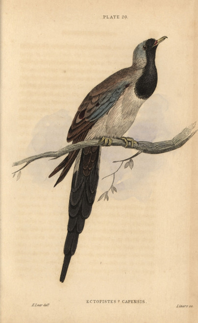 Namaqua Dove  Oena Capensis Poster Print By ® Florilegius / Mary Evans - Item # VARMEL10938863