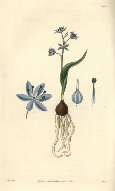 Dwarf Squill  Scilla Pumila Poster Print By ® Florilegius / Mary Evans - Item # VARMEL10934966