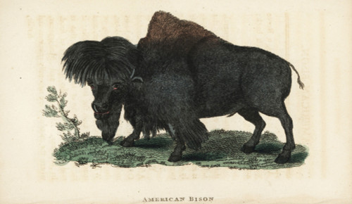 American Bison  Bison Bison Poster Print By ® Florilegius / Mary Evans - Item # VARMEL10937890