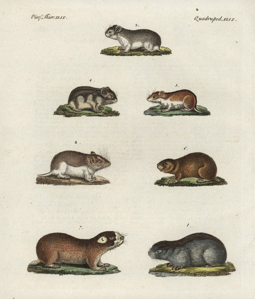 Mice  Hamsters And Mole Rats Poster Print By ® Florilegius / Mary Evans - Item # VARMEL10934708