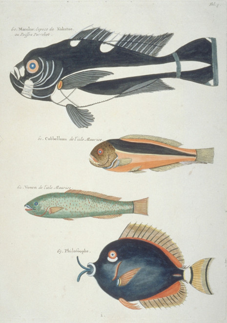 Colourful Illustration Of Four Fish Poster Print By Mary Evans / Natural History Museum - Item # VARMEL10708221