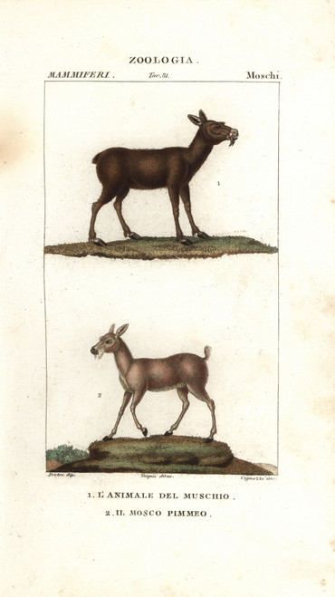 Siberian Musk Deer  Moschus Moschiferus  Andà Poster Print By ® Florilegius / Mary Evans - Item # VARMEL10936193