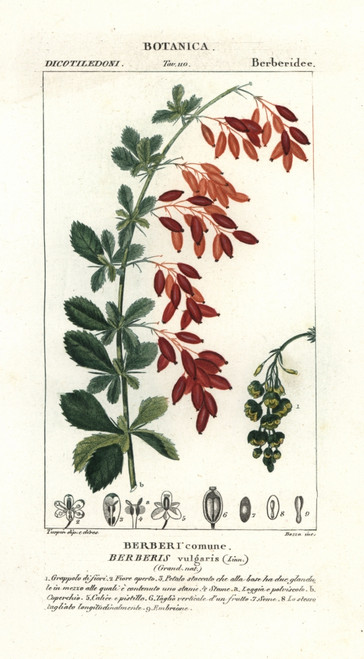European Barberry  Berberis Vulgaris Poster Print By ® Florilegius / Mary Evans - Item # VARMEL10936092