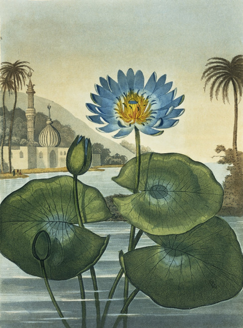 Nymphaea Coerulea  Blue Egyptian Water Lily Poster Print By Mary Evans / Natural History Museum - Item # VARMEL10706177