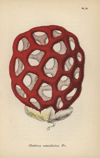 Lattice Fungus  Clathrus Cancellatus Poster Print By ® Florilegius / Mary Evans - Item # VARMEL10935599