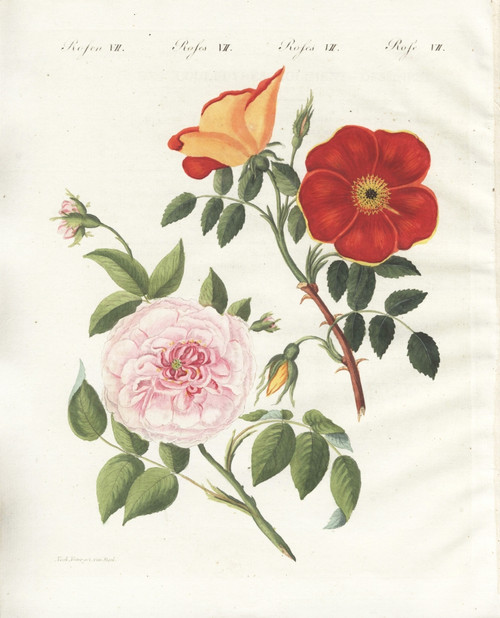 Austrian Copper Rose And White Virgin Rose Poster Print By ® Florilegius / Mary Evans - Item # VARMEL10934600