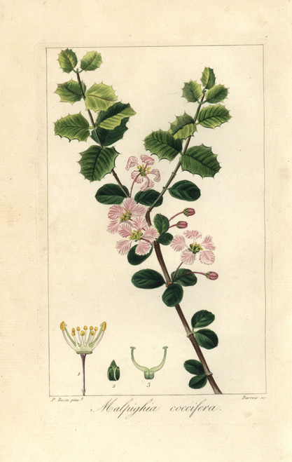 Singapore Holly  Malpighia Coccigera Poster Print By ® Florilegius / Mary Evans - Item # VARMEL10934620
