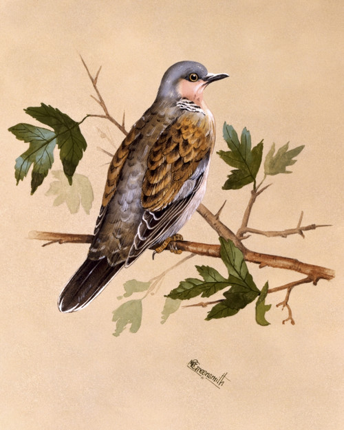 Pigeon On A Leafy Perch Poster Print By Malcolm Greensmith ® Adrian Bradbury/Mary Evans - Item # VARMEL10271251