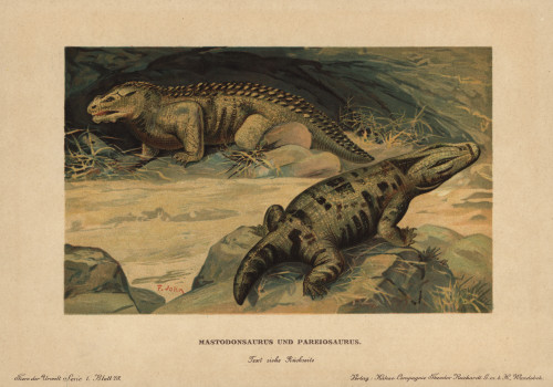 Mastodonsaurus  Extinct Giant Amphibian  Andà Poster Print By ® Florilegius / Mary Evans - Item # VARMEL10937769 Mastodonsaurus  Extinct Giant Amphibian  Andà Poster Print By ® Florilegius / Mary Evans - Item # VARMEL10937769