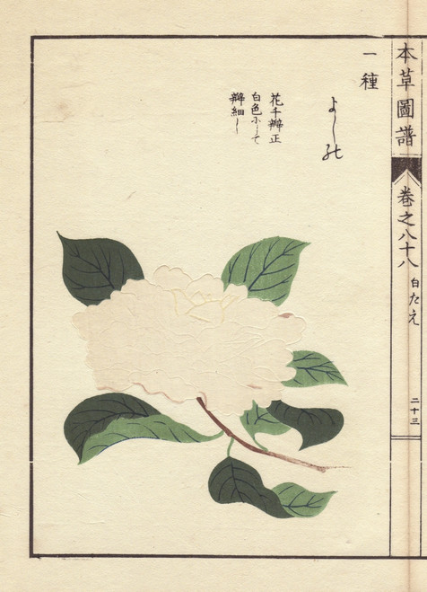 White Camellia  Yoshino  Thea Japonica Noisà Poster Print By ® Florilegius / Mary Evans - Item # VARMEL10938648