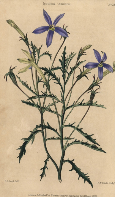 Blue Flowered Isotoma Axillaris Poster Print By ® Florilegius / Mary Evans - Item # VARMEL10939439