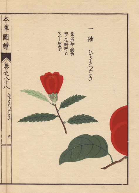 Camellia Bud  Hiraki Tsubaki  Thea Japonica Nois Poster Print By ® Florilegius / Mary Evans - Item # VARMEL10938642