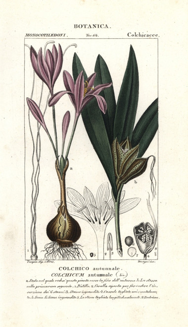 Meadow Saffron  Colchicum Autumnale Poster Print By ® Florilegius / Mary Evans - Item # VARMEL10936182
