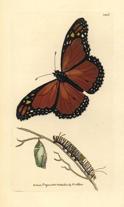 Viceroy Butterfly  Limenitis Archippus Poster Print By ® Florilegius / Mary Evans - Item # VARMEL10940558