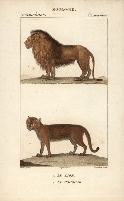 Lion  Panthera Leo  And Cougar  Puma Concolor Poster Print By ® Florilegius / Mary Evans - Item # VARMEL10938936