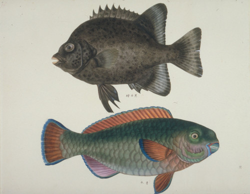Plate 117 From The John Reeves Collection Poster Print By Mary Evans / Natural History Museum - Item # VARMEL10707304
